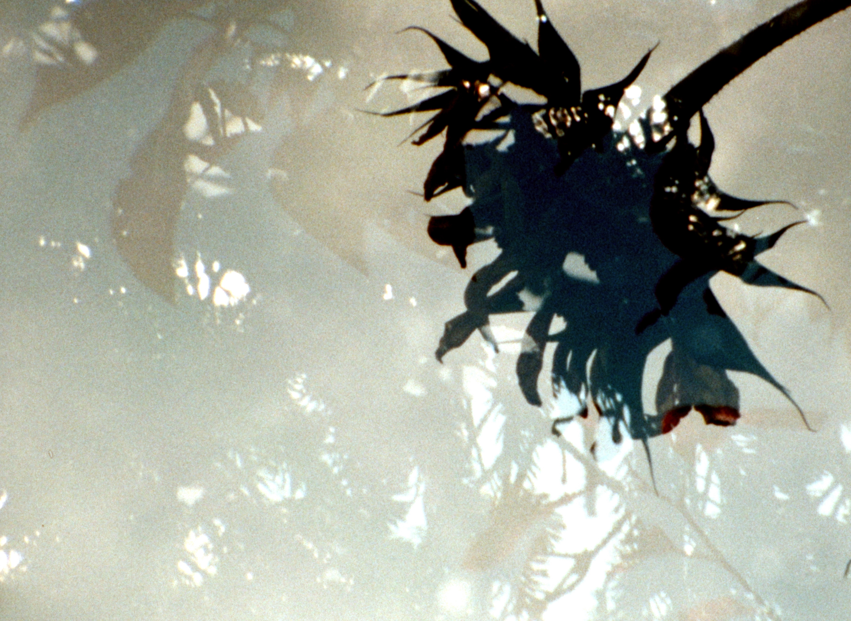 Blätter im Herbst #2 — still